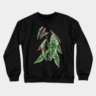 Begonia maculata plant | Polka dot plant Crewneck Sweatshirt